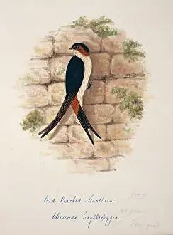 Bushby: Cecropis daurica, red-rumped swallow