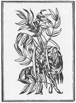Horticultural: Cedar, Alchemy Plant