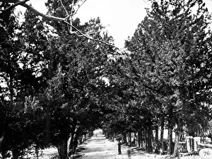 Cedar: Cedar Avenue, Hamilton, Bermuda 1873
