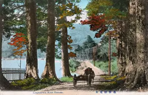 Hakone: A Cedar (Cryptomeria) Avenue at Hakone, Japan