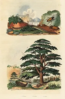 Adolph Fries: Cedar of Lebanon, two-lined caecilian and click beetles