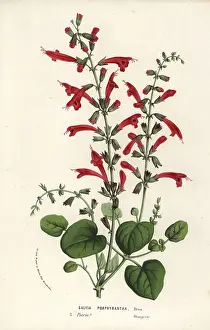 Salvia: Cedar sage, Salvia roemeriana