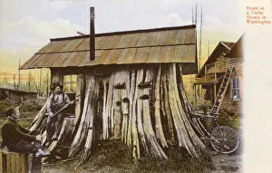 Bonkers: Cedar Stump Residence, Oregon