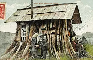 Bonkers: Cedar Stump Residence, Oregon