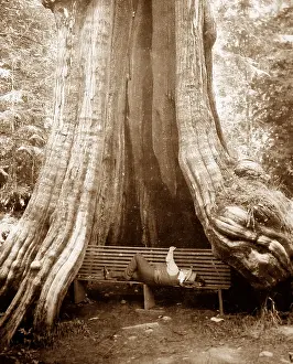 Cedar: Cedar tree, Vancouver, Canada