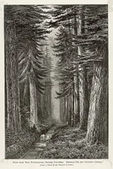 Firs: CEDAR TREES