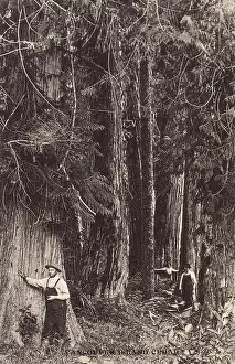 Cedar Trees - Vancouver Island, Canada