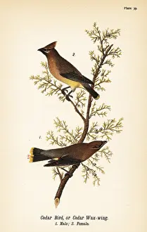 Bombycilla: Cedar waxwing, Bombycilla cedrorum