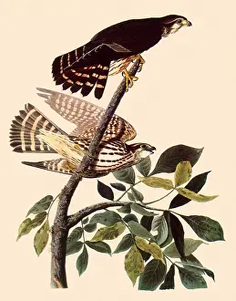 Cedar: Cedar Waxwings