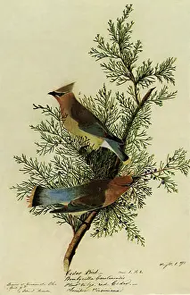 Cones: Cedar Waxwings