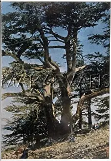 Cedars: CEDARS OF LEBANON