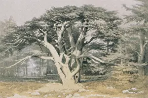 Cedars: Cedars of Lebanon. Etching by