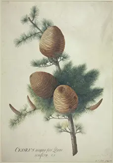 Dionysius: Cedrus libani, cedar of Lebanon
