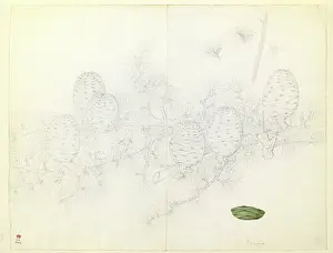 Bauer: Cedrus libani, Cedar of Lebanon