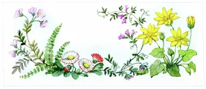 Celandine: Celandine, daisies and other flowers