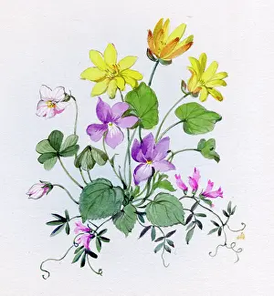 Celandine: Celandine, violets and sorrel