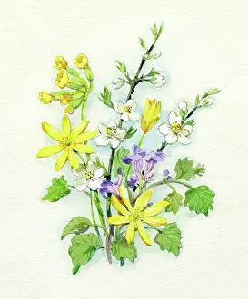 Celandines, Blackthorn and Cowslips