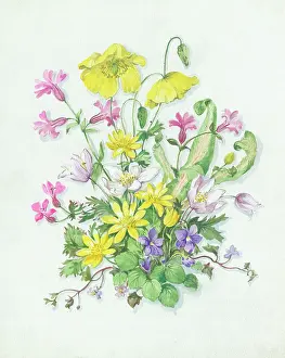 Geranium: Celandines, violets, etc