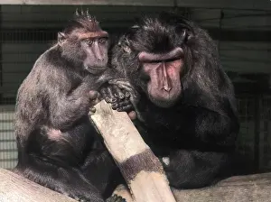 Thecolourisedpic: CELEBES BLACK APES