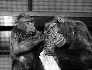 Toothache: CELEBES BLACK APES