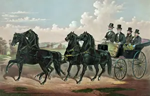 Superb: The celebrated Four in hand Stallion team: Superb and his th