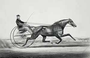 Hoyt: The celebrated trotting mare Widow McChree, formerly called