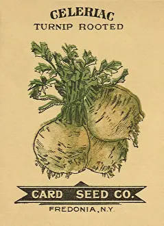 Packets: Celeriac Seed Packet