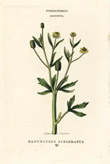 Crowfoot: Celery-leaved crowfoot, Ranunculus sceleratus