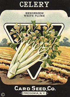 Celery: Celery Seed Packet