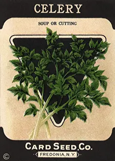 Packets: Celery Seed Packet