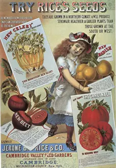 Tomatoes: Celery-tomato-radishes