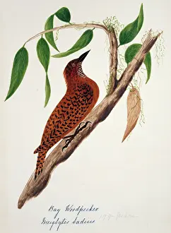 Bushby: Celeus brachyurus, rufous woodpecker