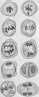 Nucleus: Cell division