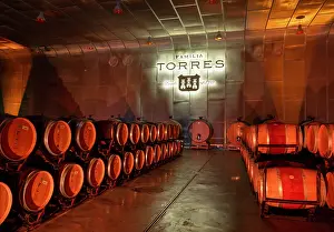 Vineyard: Cellar, Bodegas Torres, Pacs del Penedes, Catalonia, Spain