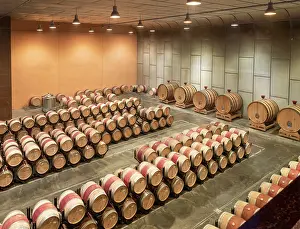 Vineyard: Cellar, Bodegas Torres, Pacs del Penedes, Catalonia, Spain