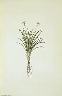 Polydore: Celmisia gracilenta, dainty daisy