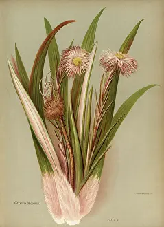 Celmisia Monroi, rock cotton plant