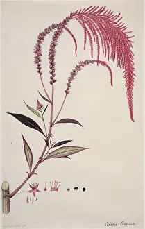 Caryophyllales: Celosia cernua, cockscomb