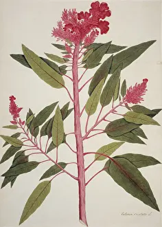 Cristata: Celosia cristata, cockscomb