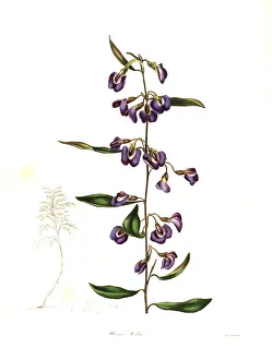 Maund: Cels hovea, Hovea celsi