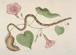 Bead: Cemophora coccinea, scarlet snake