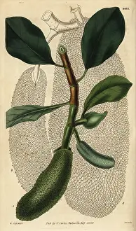Breadfruit: Cempedak, Artocarpus integer