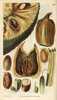 Breadfruit: Cempedak, Artocarpus integer