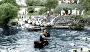 Dipping: Cenarth, Sheep Dipping c1960