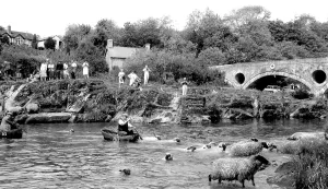 C1960: Cenarth, Sheep Dipping c1960