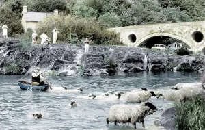 C1960: Cenarth, Sheep Dipping c1960