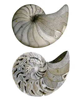 Nautilida: Cenoceras pseudolineatus, nautiloid