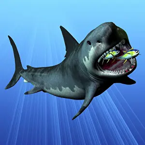 Elasmobranch: A Cenozoic Era Megalodon devours two swimming tuna
