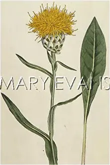Woad: CENTAUREA GLASTIFOLIA