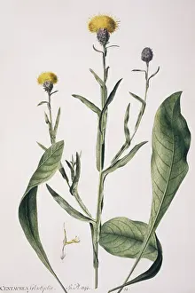 Knapweed: Centaurea glastifolia, yellow star thistle